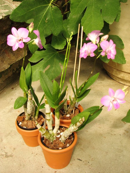 Dendrobium Happy Face.JPG