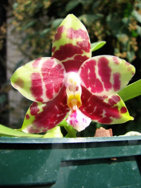 Phalaenopsis (Gelblieber x mariae).JPG