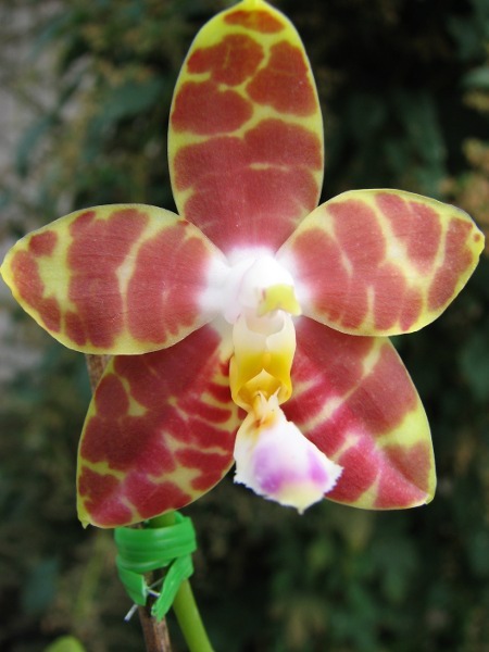 Phalaenopsis amboinensis x Phalaenopsis Penang Girl.jpg