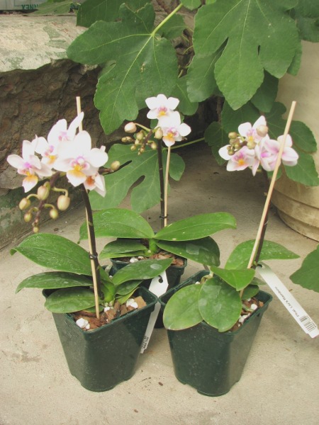 Phalaenopsis Liu's Rainbow.JPG