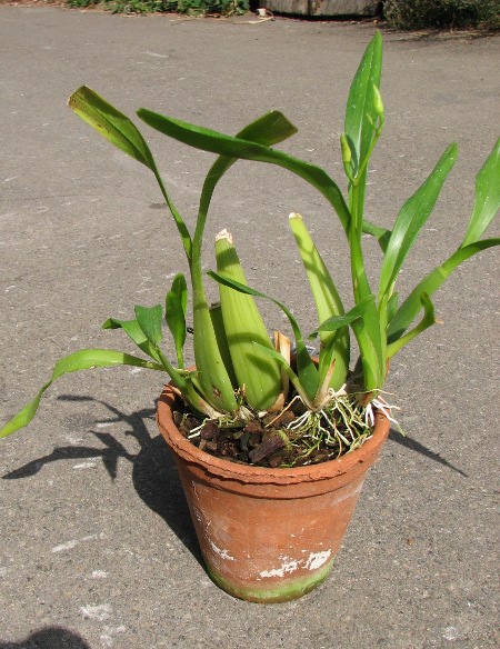 Miltonia clowesii.JPG