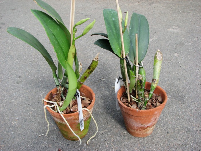 Cattleya maxima.JPG
