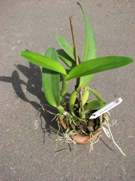 Laeliocattleya Sierra Skies 'Leone'.JPG