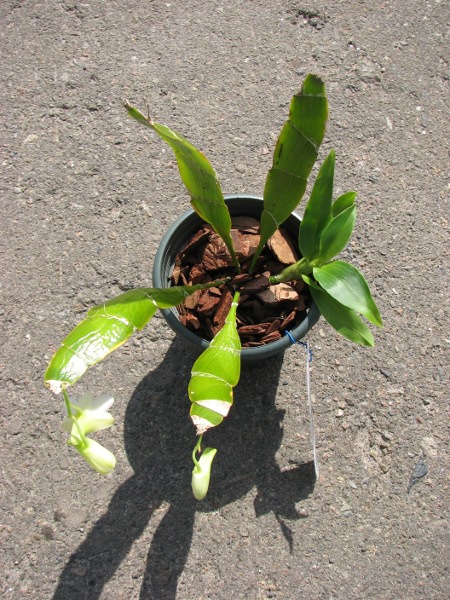 Dendrobium platycaulon2.JPG