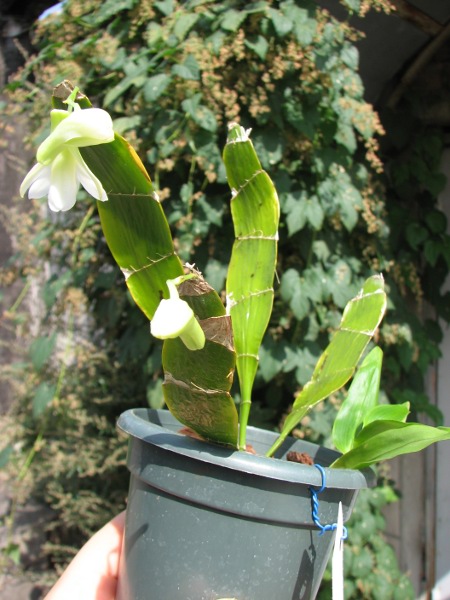 Dendrobium platycaulon1.JPG