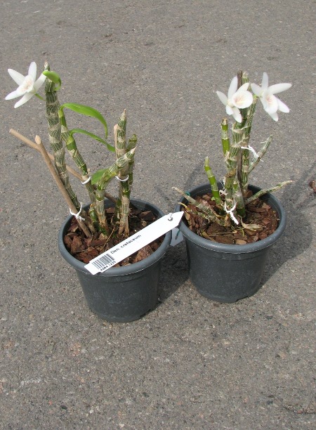 Dendrobium cretaceum.JPG