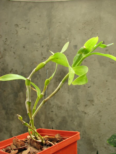 Dendrobium findlayanum.JPG