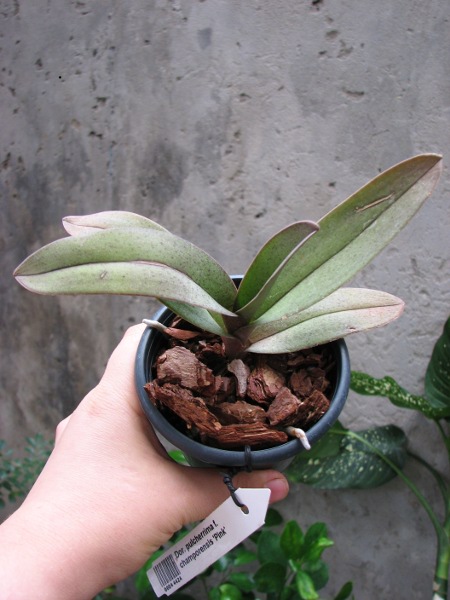 Doritis pulcherrima f. champorensis 'Pink'.JPG