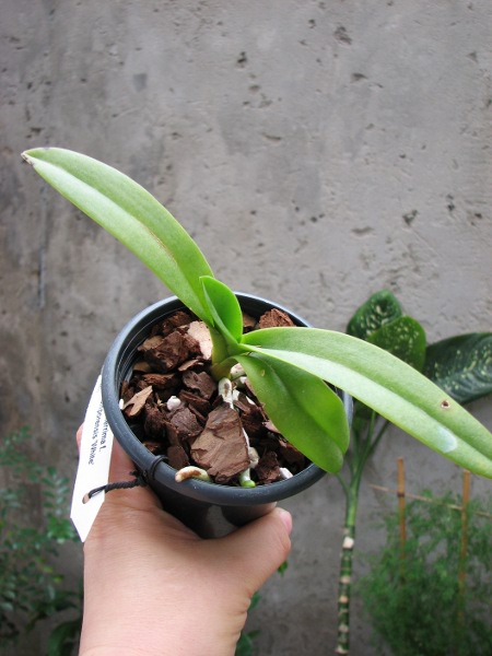 Doritis pulcherrima f. champorensis 'White'.JPG