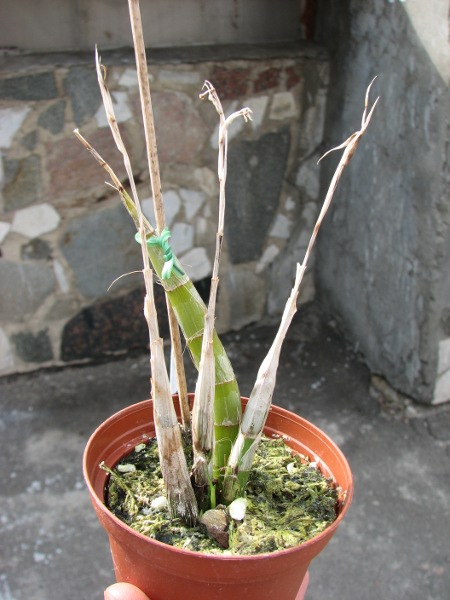 Galeandra juncea.JPG