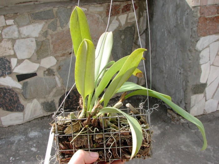 Bulbophyllum levanae.JPG