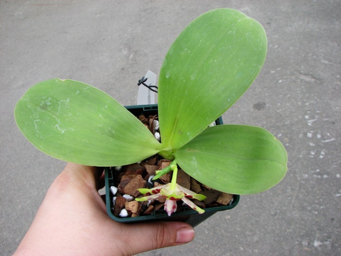 Phalaenopsis (Gelblieber x mariae).JPG