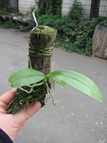 Phalaenopsis javanica.JPG