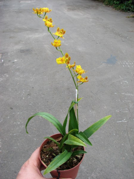 Howeara Chian-Tzy Lovely 'CT Golden Bug'.JPG