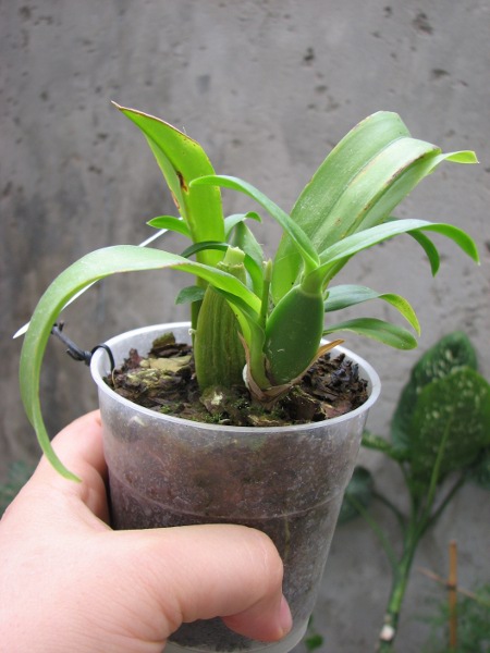 Howeara Chian-Tzy Lovely 'CT Moon Beauty'.JPG