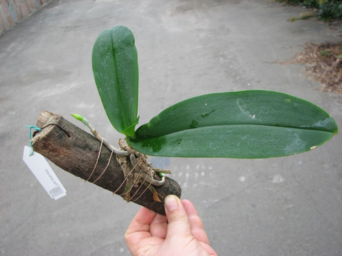 Phalaenopsis cornu-cervi.JPG