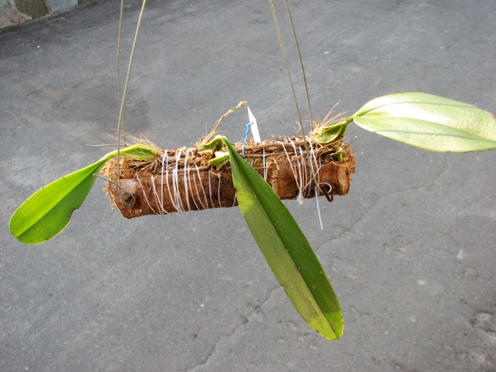 Cirrhopetalum brevibrachiatum.JPG