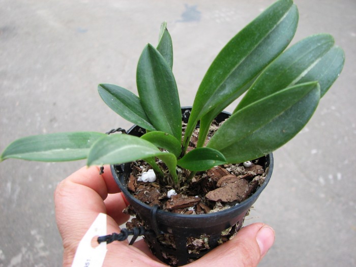 Masdevallia descendens.JPG