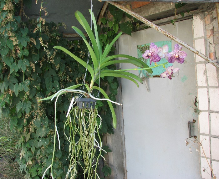 Vanda Sumon Spot x Vanda Srakaew.JPG