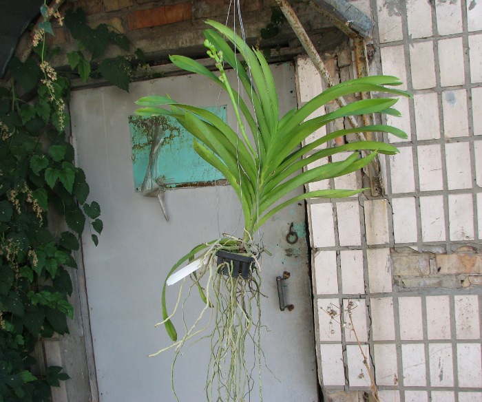 Vanda Apec Blue.JPG