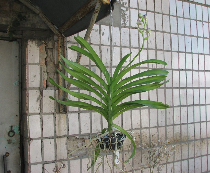 Vanda Sansai Blue.JPG