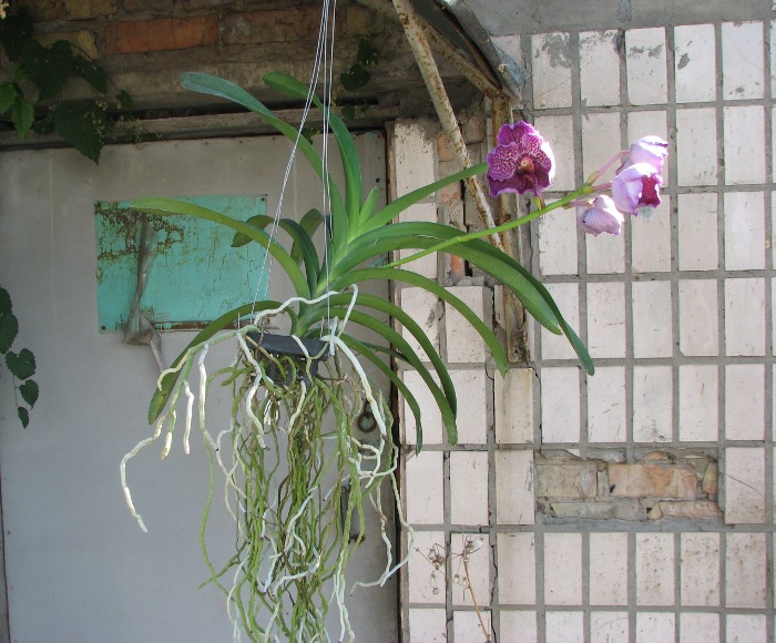 Vanda Pures Wax Patchara.JPG