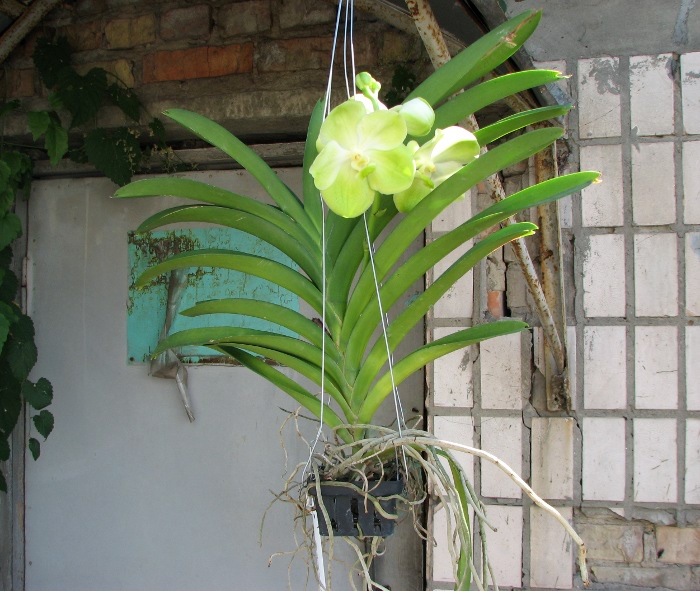 Ascocenda Somsri Gold.JPG