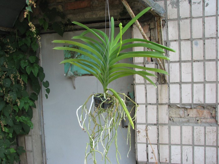 Vanda Fuchs Delight 'Blue Black'.JPG