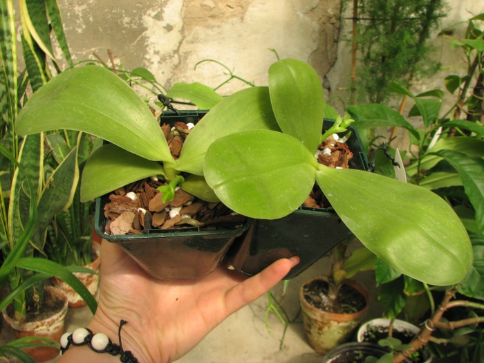 Phalaenopsis (Gelblieber x mariae).JPG
