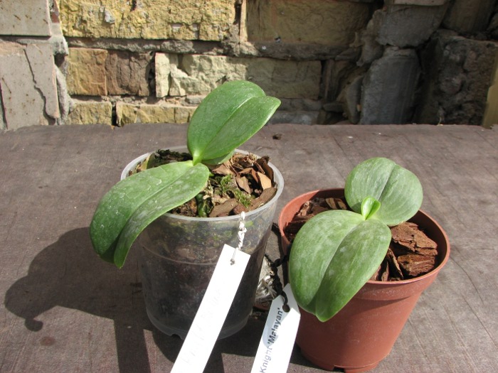 Phalaenopsis Auspice Knight 'Malayan'.JPG