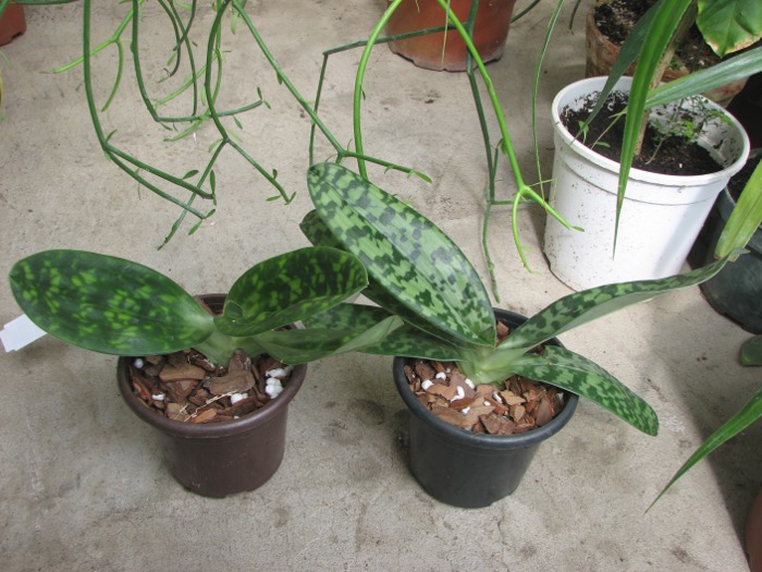 Paphiopedilum Maudiae alba.JPG