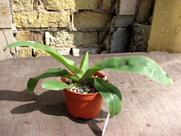 Paphiopedilum moquetteanum.JPG