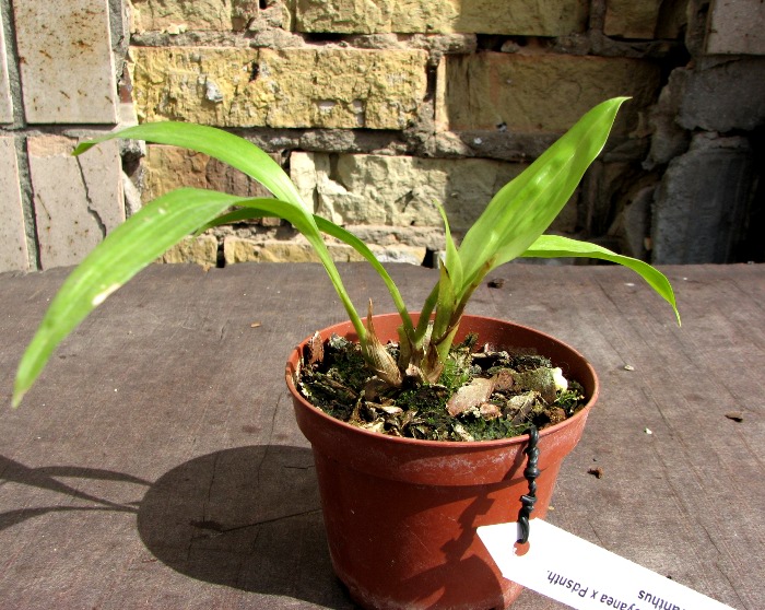 Acacallis cyanea x Paradisanthus micranthus.JPG
