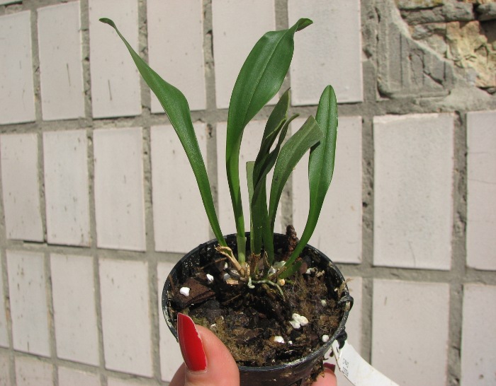 Dracula wallisii.JPG