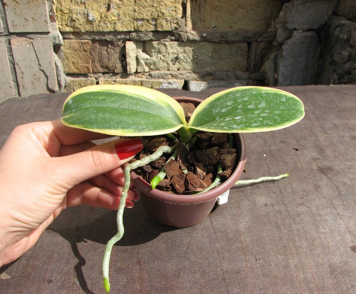 Doritaenopsis Sogo Vivien Variegated leaf.JPG
