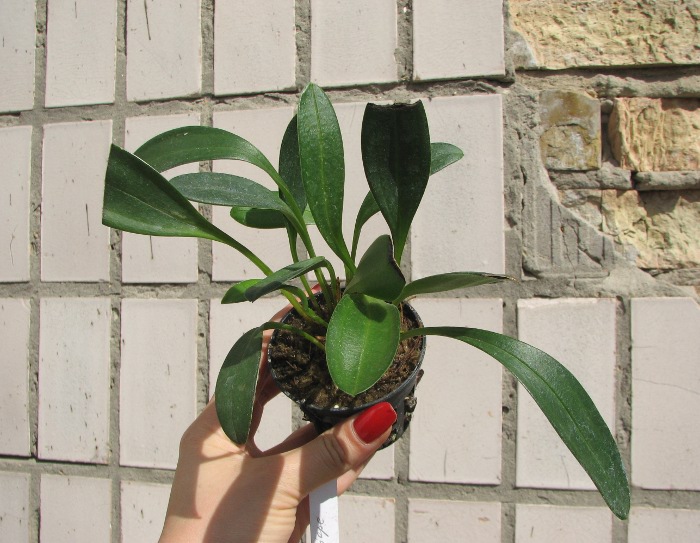 Masdevallia Cassiope (coccinea x triangularis).JPG