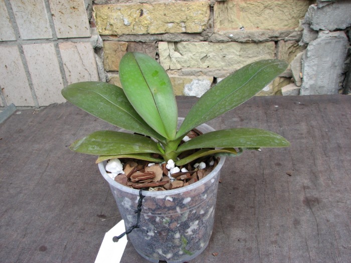 Phalaenopsis Golden Star.JPG
