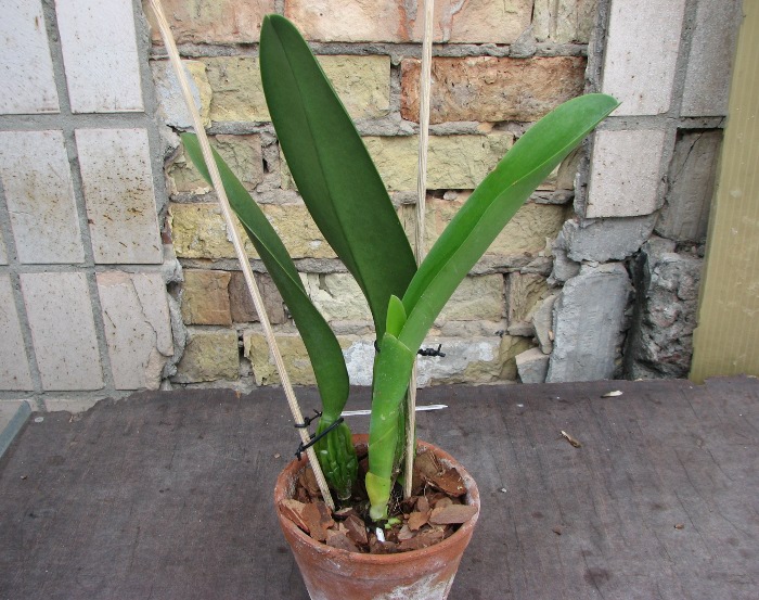 Laeliocattleya Bonanza Queen 'Panamint'.JPG