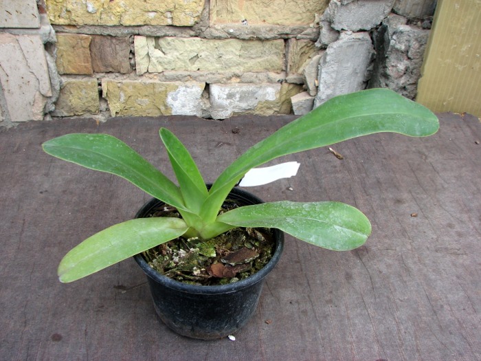 Paphiopedilum dianthum.JPG