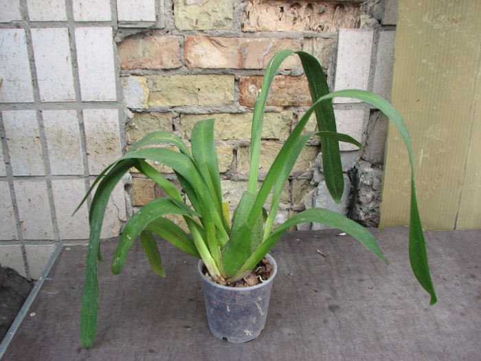Beallara Pacific Pastel 'Mauna Loa'.JPG