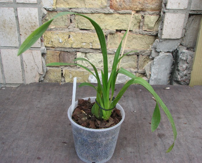 Brassada Mivada (Brassia brachiata X Ada aurantiaca).JPG
