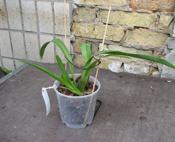 Vuylstekeara Yokara 'Perfection' x Oncidium leucochillum.JPG