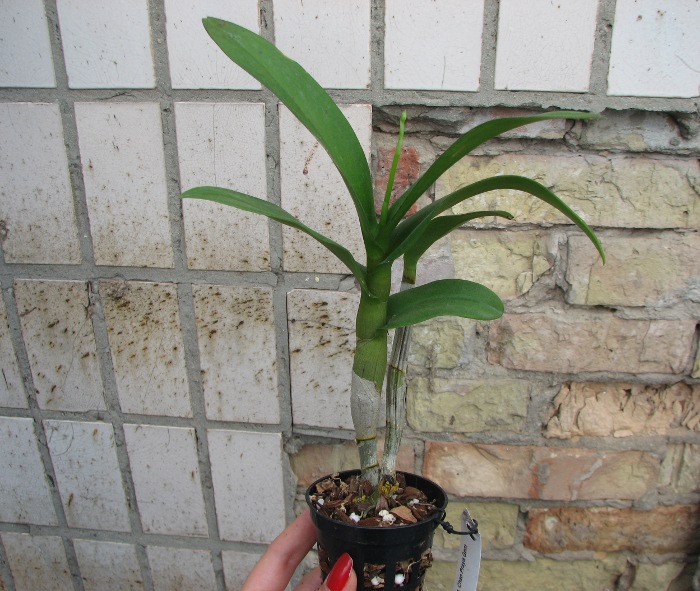 Dendrobium Chao Praya Gem.JPG