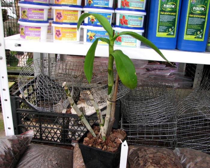 Dendrobium Red Bull.JPG