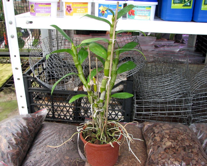 Dendrobium Red Emperor 'Prince'.JPG