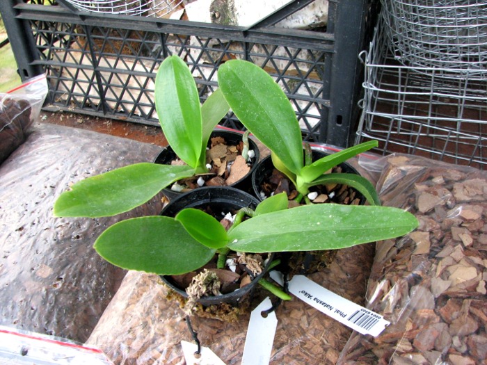 Phalaenopsis Natasha 'Aiko'.JPG