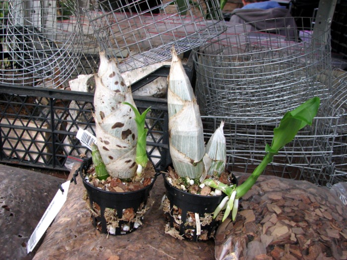 Catasetum pileatum hybrid.JPG