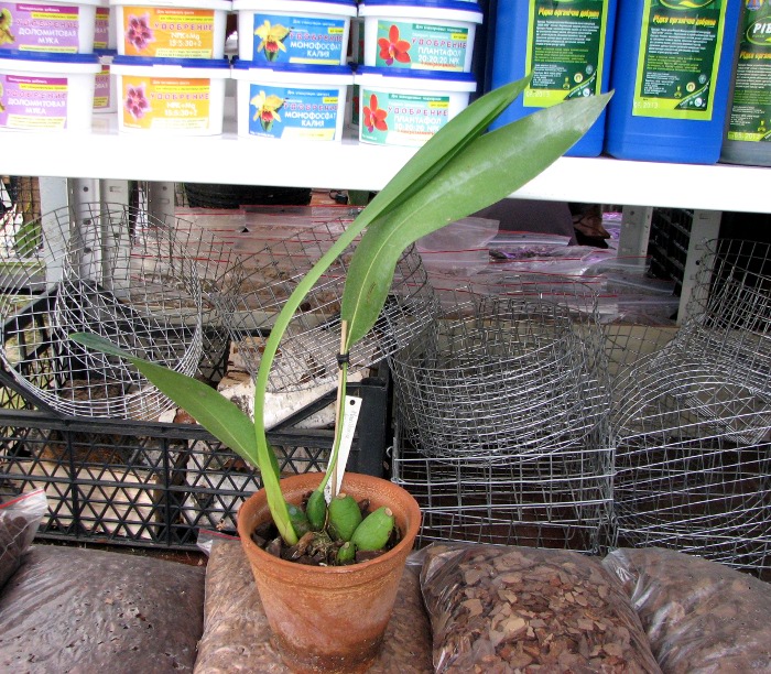 Maxillaria desvauxiana.JPG