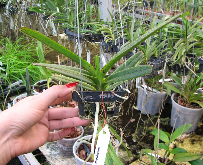 Ascocentrum ampullaceum.JPG