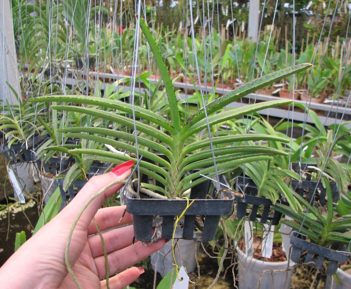 Ascocentrum miniatum.JPG